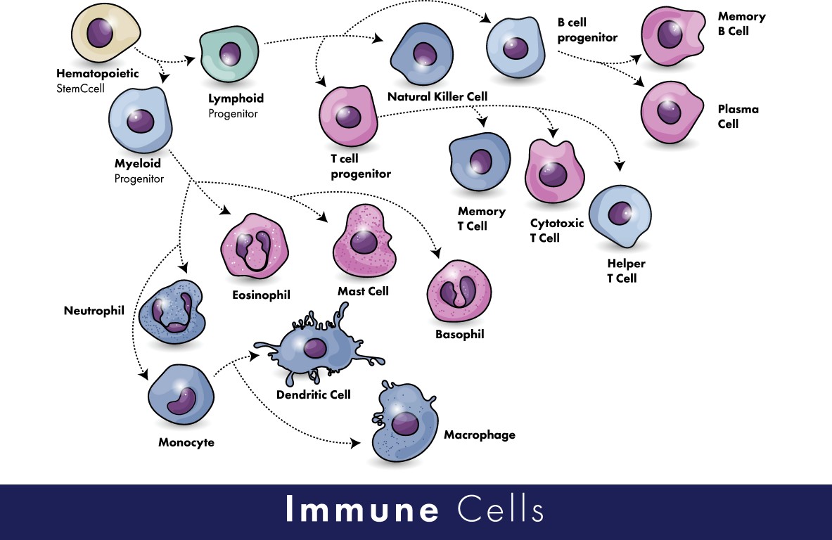 immune cells